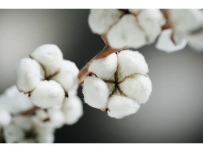 Vải Cotton món quà kì diệu từ thiên nhiên
